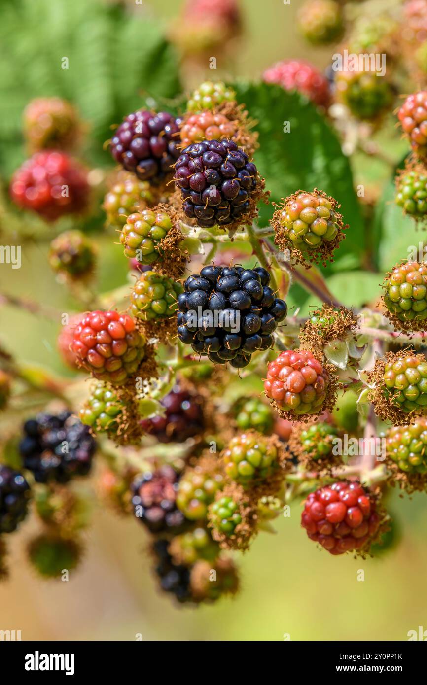 Le fruit de la mûre de l'Himalaya hautement invasive (Rubus armeniacus) à différents stades de maturation. Banque D'Images