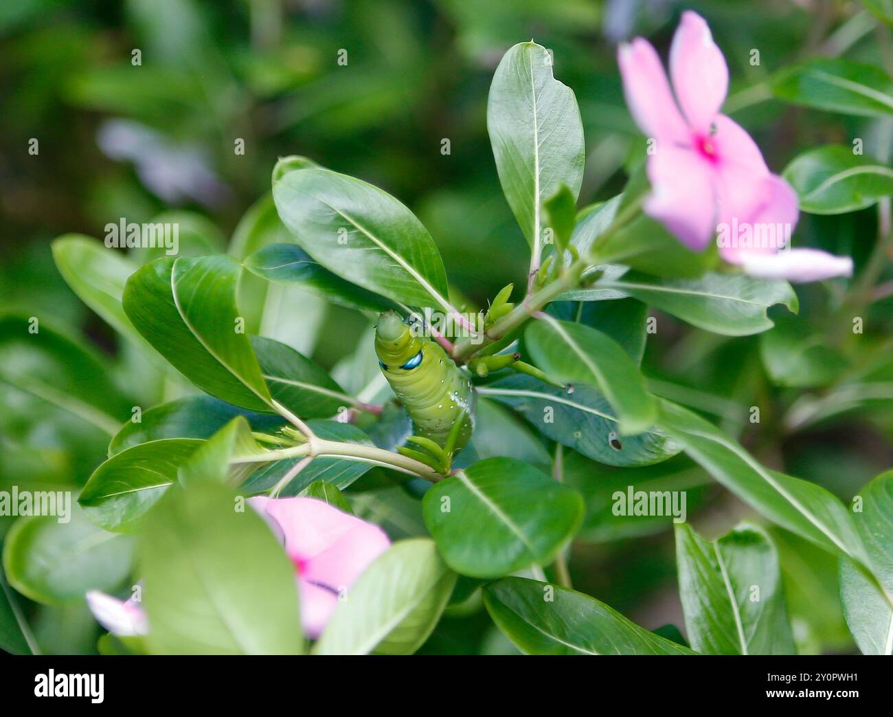 Un insecte daphnis nerii mange une feuille de catharanthus roseus dans un jardin de la province de Nakhon Sawan. Banque D'Images