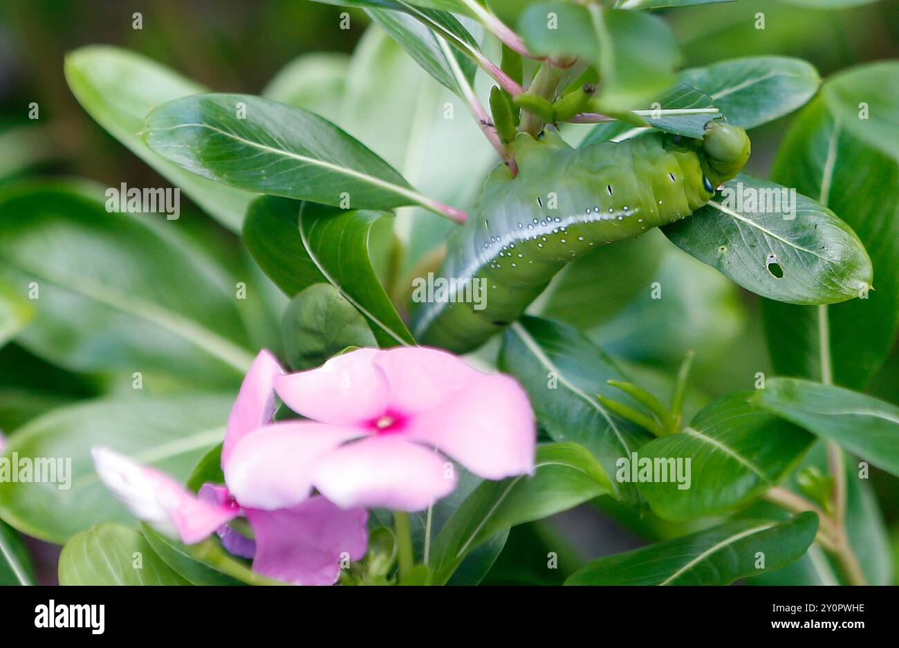 Un insecte daphnis nerii mange une feuille de catharanthus roseus dans un jardin de la province de Nakhon Sawan. Banque D'Images