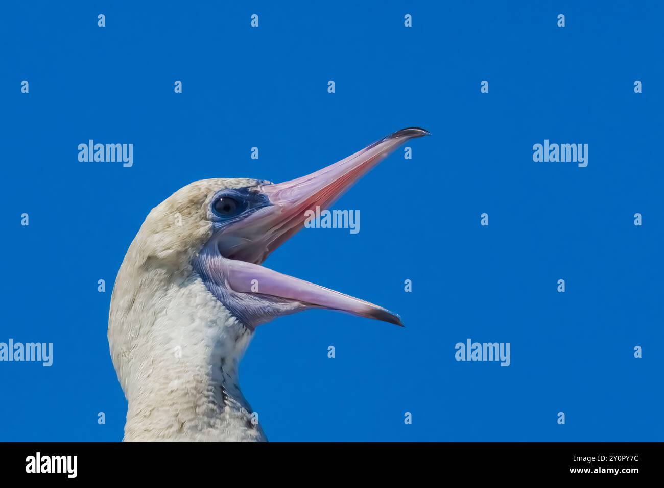 Botte à pieds rouges, Sula sula, vagabond sous-adulte de 2e année vu au Centre des sciences marines de Port Townsend, État de Washington, États-Unis Banque D'Images