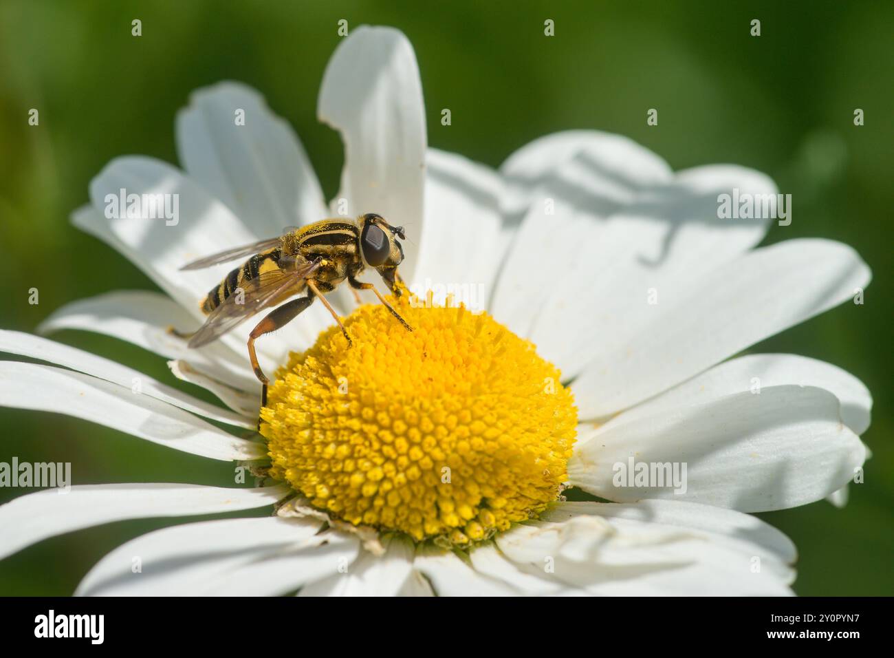 Gros plan d'une guêpe Hoverfly sur une Marguerite blanche au centre jaune Banque D'Images