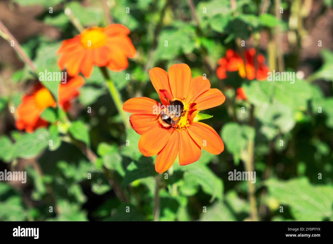 Oxford Botanic Garden Angleterre Royaume-Uni Grande-Bretagne KATHY DEWITT Banque D'Images