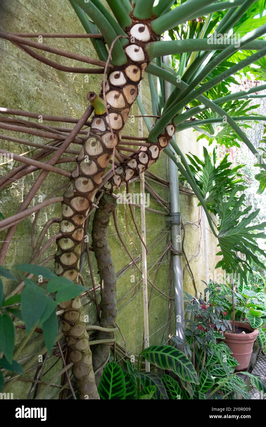 Thaumatophyllum bipinnatifidum plante sud-américaine dans la serre de l'Oxford Botanic Garden Angleterre Royaume-Uni Grande-Bretagne KATHY DEWITT Banque D'Images