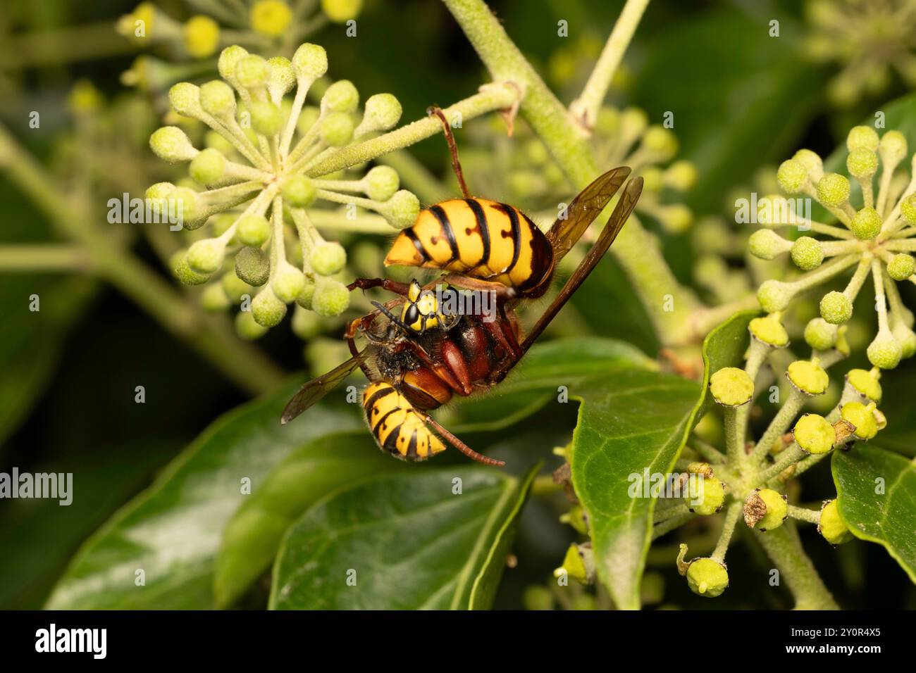 Hornet capture et tue une Wasp, Royaume-Uni Banque D'Images