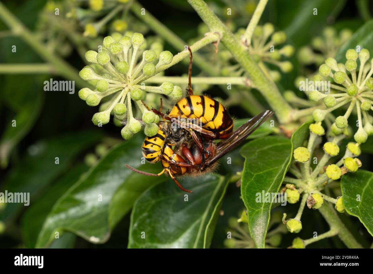 Hornet séparant les parties du corps d'une guêpe, Royaume-Uni Banque D'Images