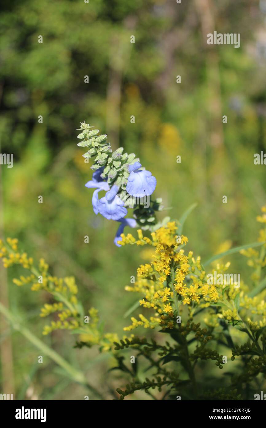 Sauge bleue sauvage à côté de la verge d'or à Morton Grove, Illinois Banque D'Images