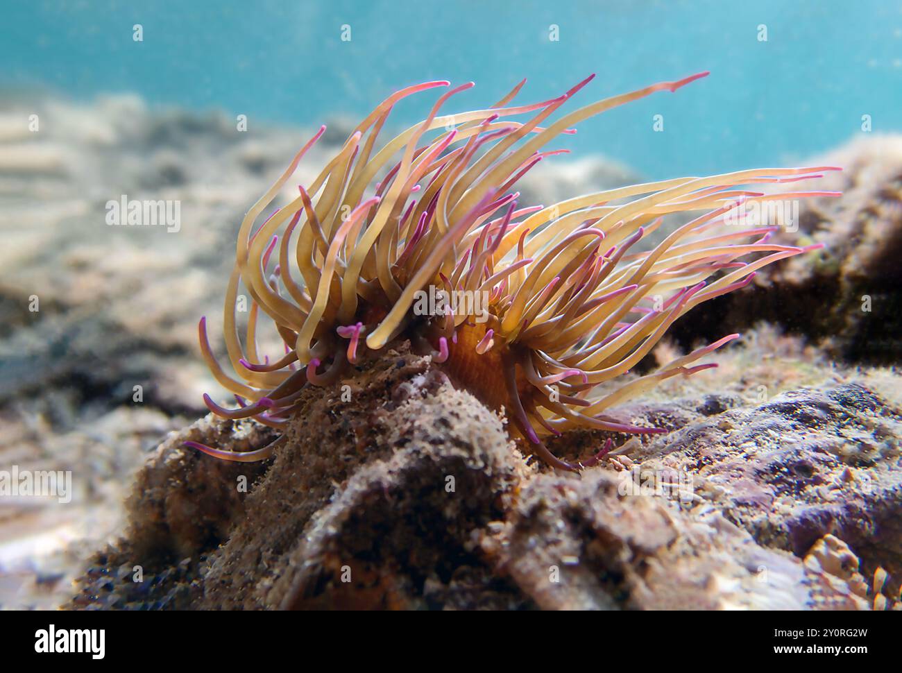 Anemone de la mer de snakelocks méditerranéens - Anemonia sulcata Banque D'Images