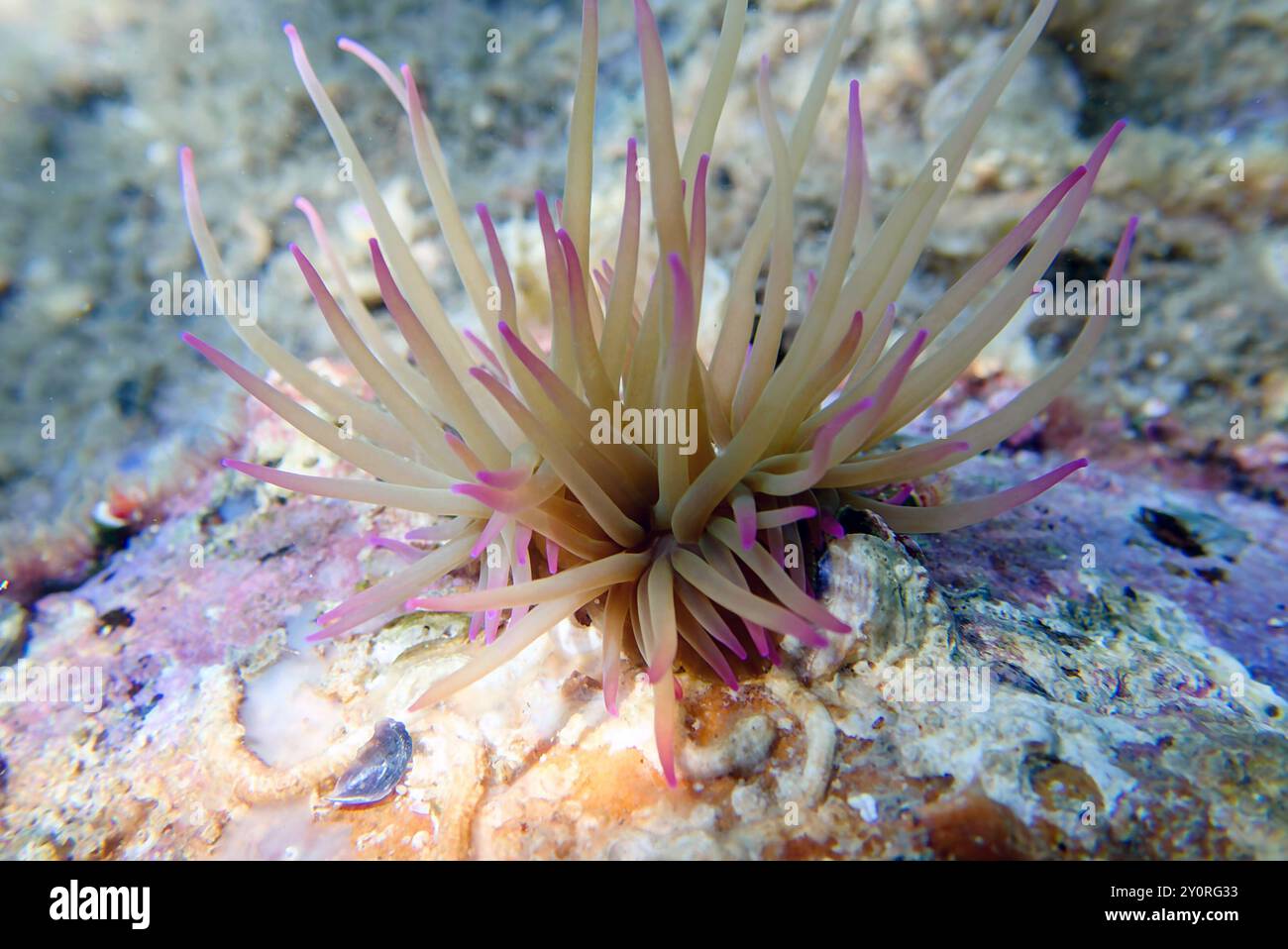 Anemone de la mer de snakelocks méditerranéens - Anemonia sulcata Banque D'Images