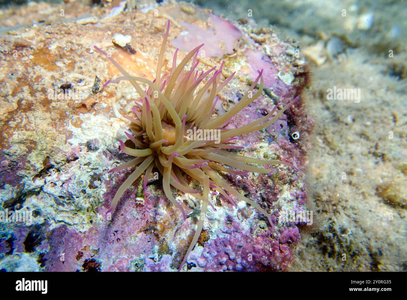 Anemone de la mer de snakelocks méditerranéens - Anemonia sulcata Banque D'Images