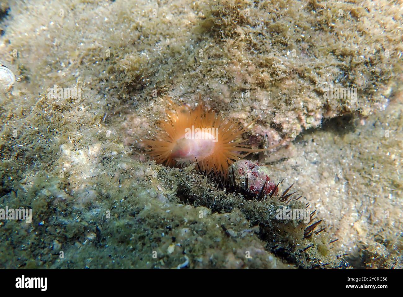 Limaria hians - Gaping fileclam, image sous-marine dans la mer Méditerranée Banque D'Images