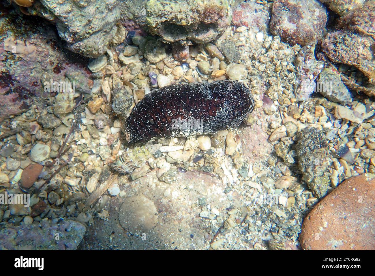 ' Holothuria tubulosa ', la filière de coton ou concombre tubulaire de mer Banque D'Images