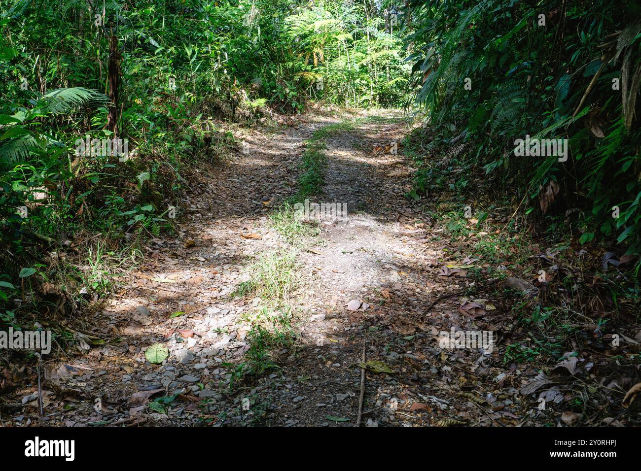 Chemin de terre ensoleillé serpentant à travers une forêt verdoyante. Banque D'Images