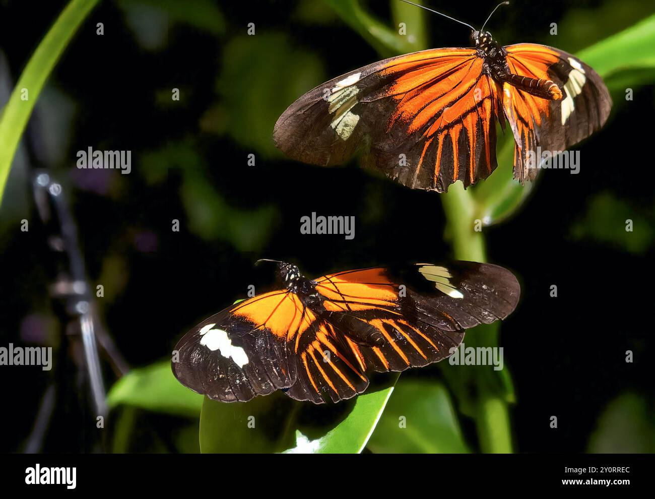 Un papillon de postier dans une zone d'exposition de papillons. Banque D'Images