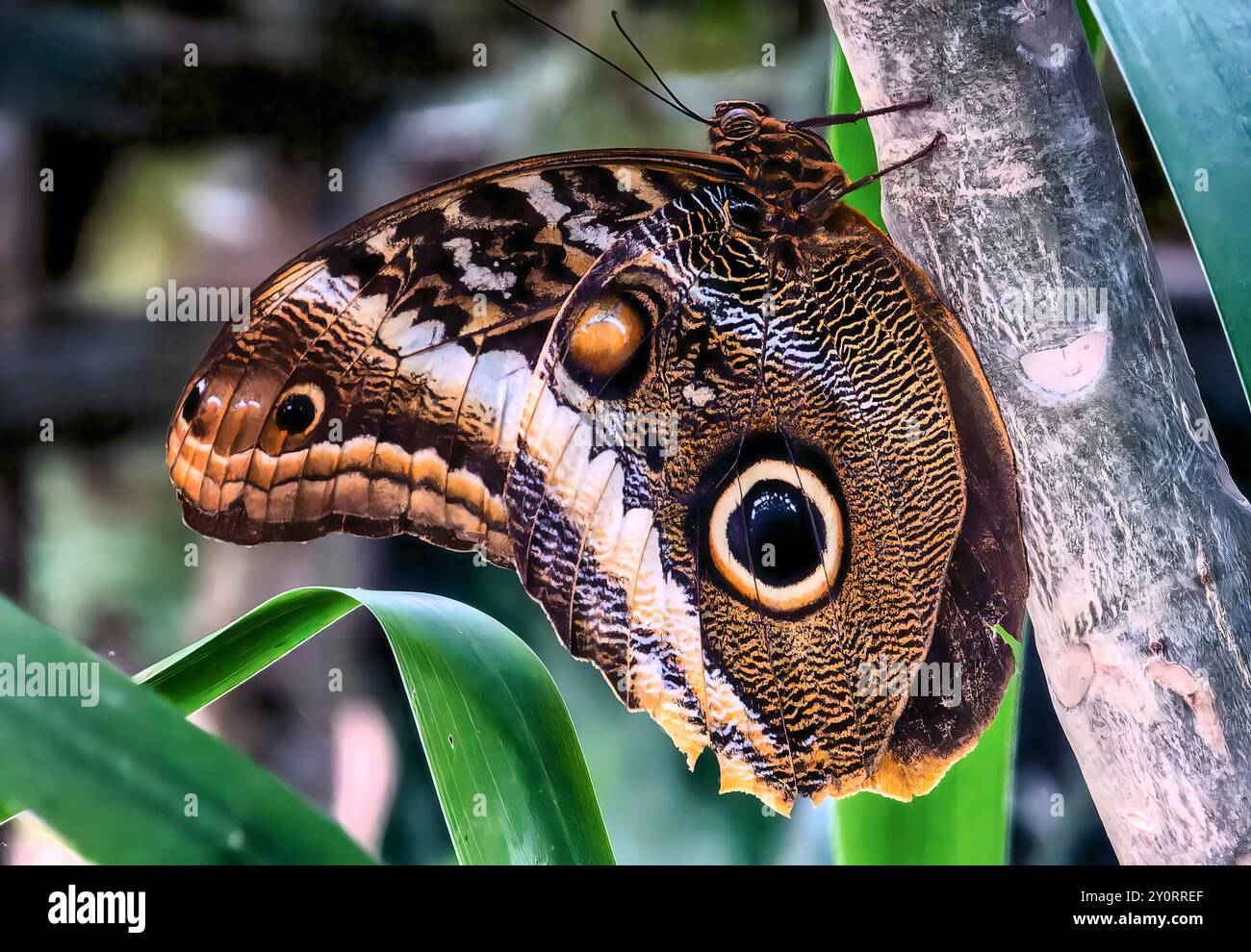Une chouette papillon dans une zone d'exposition de papillons. Banque D'Images
