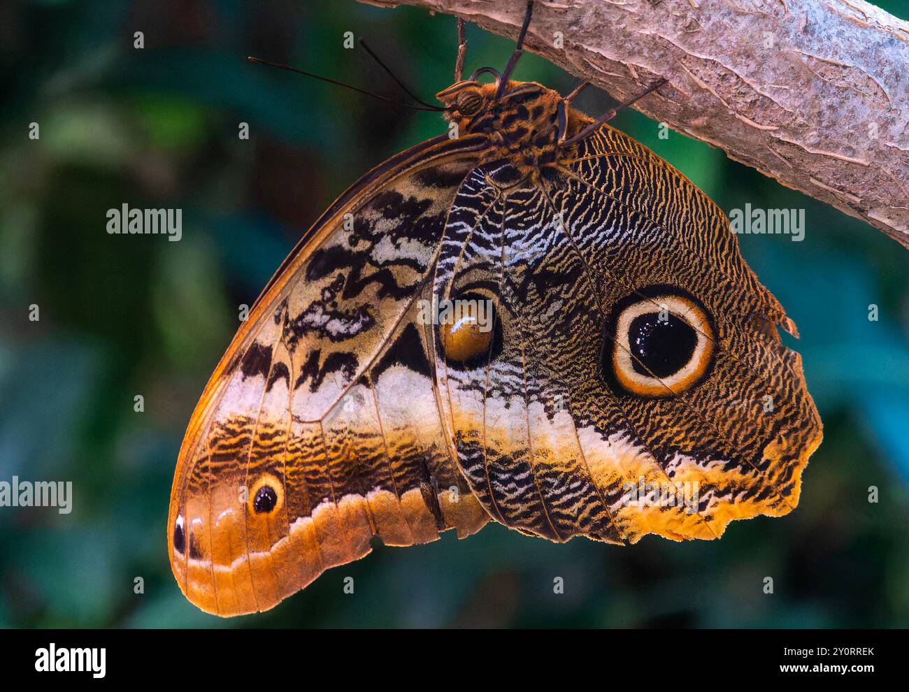 Une chouette papillon dans une zone d'exposition de papillons. Banque D'Images