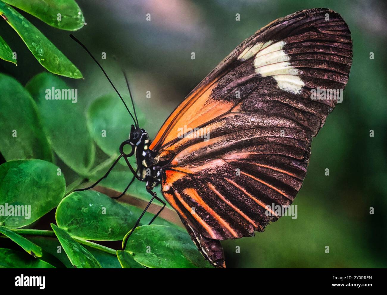 Un Tiger Longwing Butterfly dans une zone d'exposition de papillons. Banque D'Images