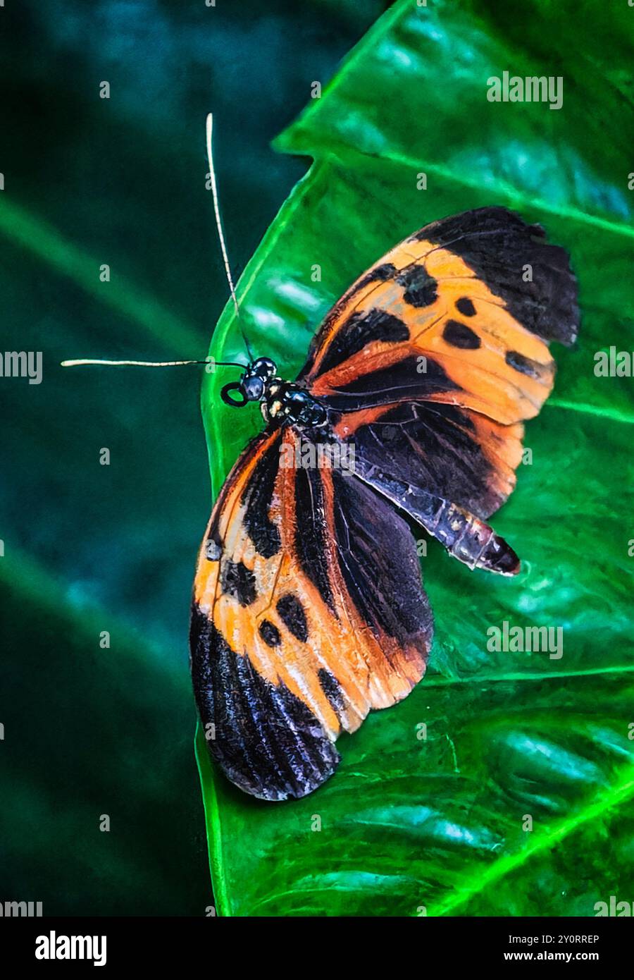 Un papillon de postier dans une zone d'exposition de papillons. Banque D'Images