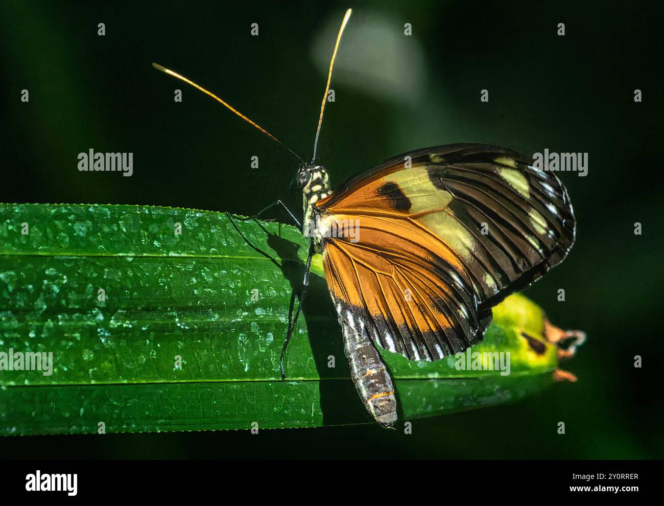 Un papillon de postier dans une zone d'exposition de papillons. Banque D'Images
