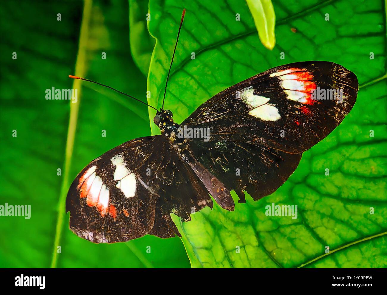 Un papillon de postier dans une zone d'exposition de papillons. Banque D'Images