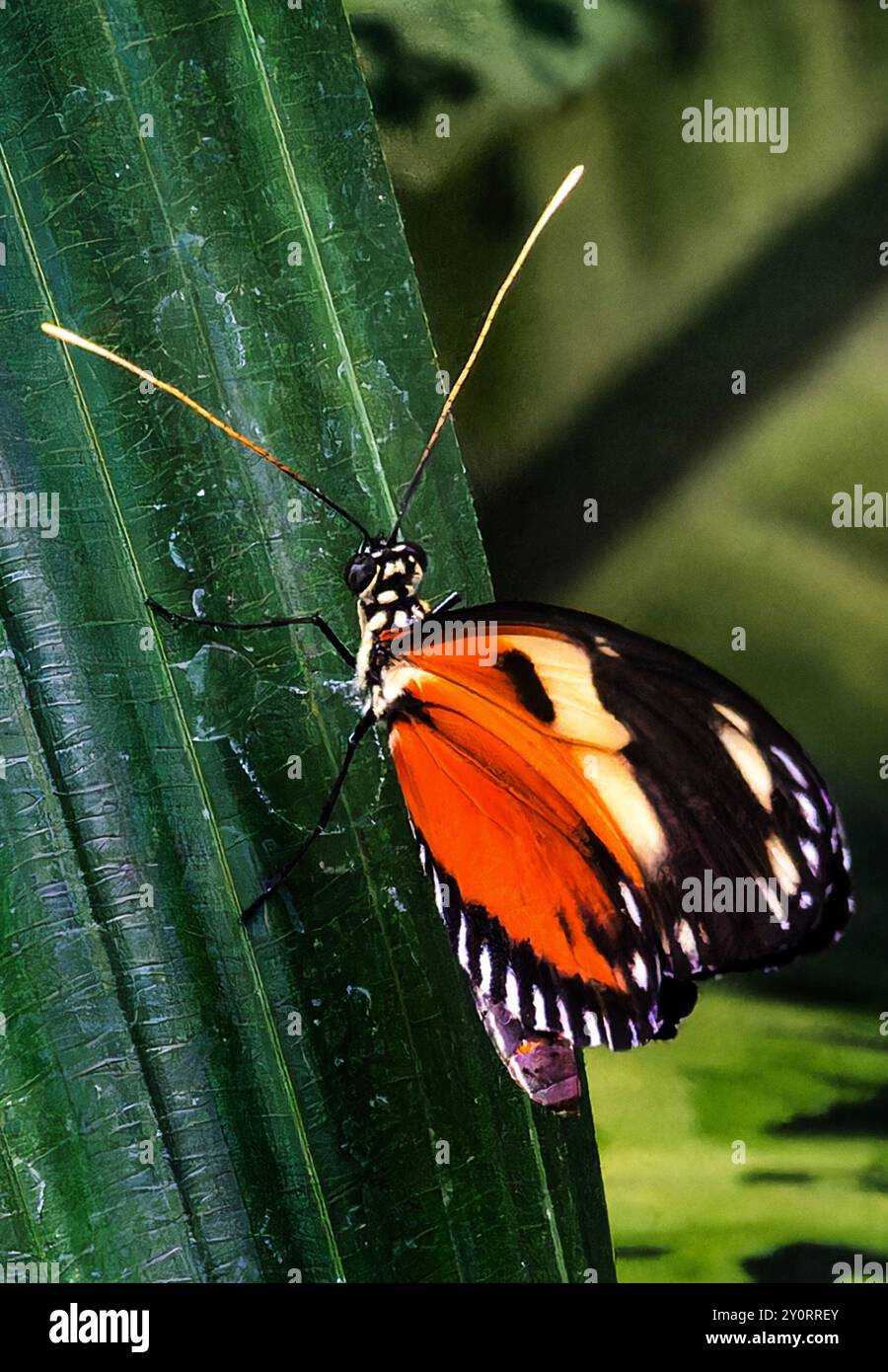 Un papillon de postier dans une zone d'exposition de papillons. Banque D'Images