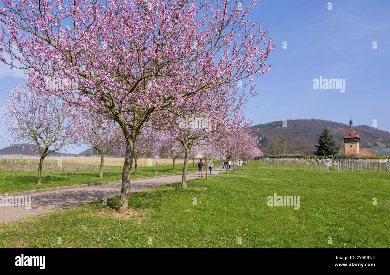 Amande (Prunus dulcis), Siebeldingen, route des vins allemande, également route des vins du Sud, Palatinat du Sud, Palatinat, Rhénanie-Palatinat, Allemagne Banque D'Images Amande (Prunus dulcis), Siebeldingen, route des vins allemande, également route des vins du Sud, Palatinat du Sud, Palatinat, Rhénanie-Palatinat, Allemagne Banque D'Images
