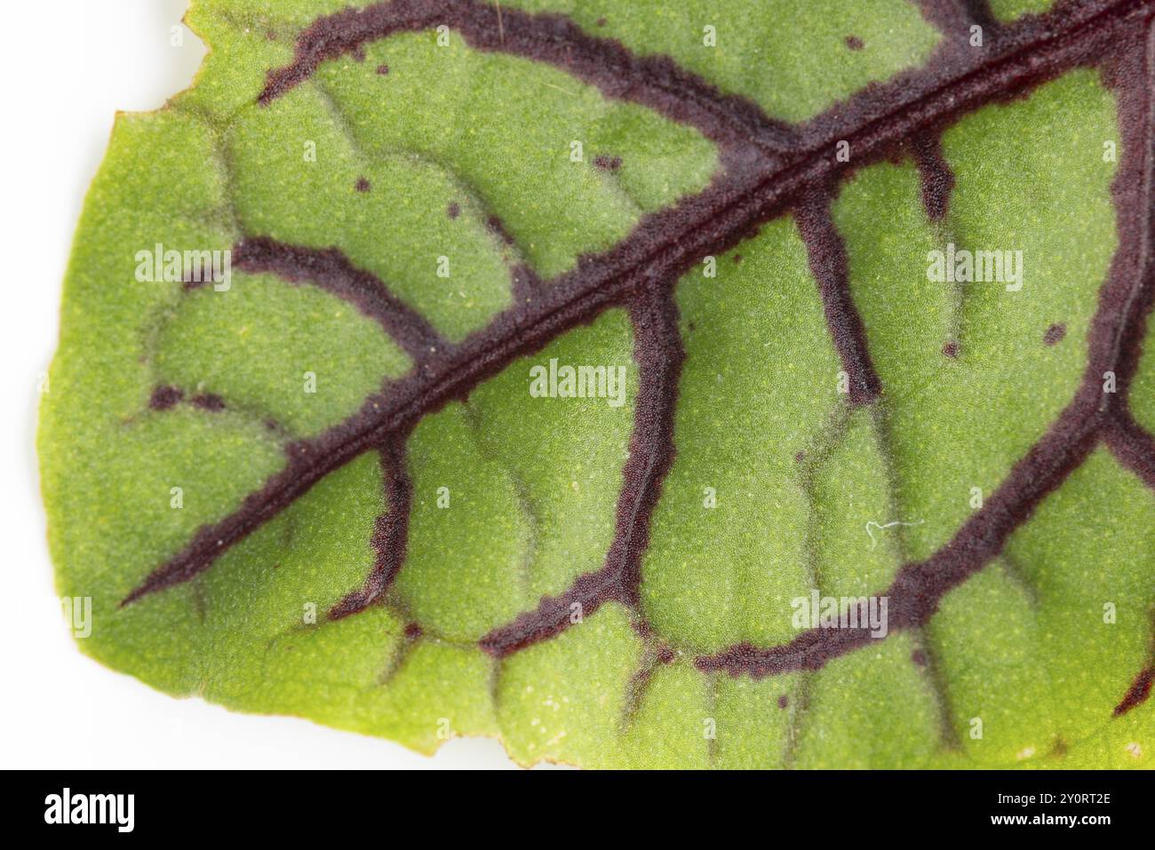 Feuille de Rumex sanguineus avec des veines violettes en gros plan, focus sur les détails botaniques, vue de face Banque D'Images