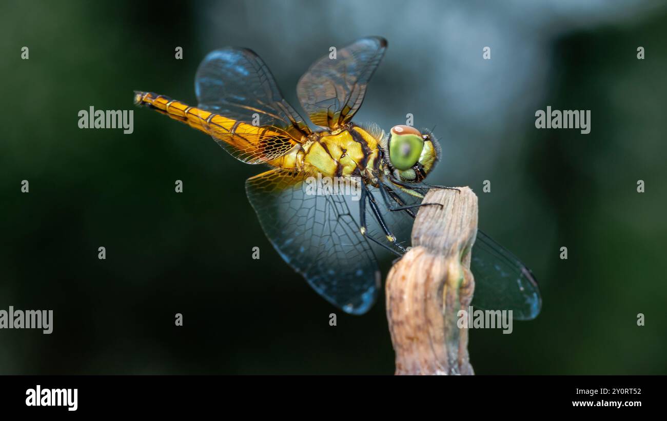 Une libellule perchée sur une branche d'arbre et un fond de nature, foyer sélectif, insecte macro, insecte coloré en Thaïlande. Banque D'Images