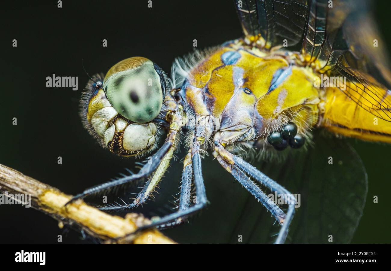 Une libellule perchée sur une branche d'arbre et un fond de nature, foyer sélectif, insecte macro, insecte coloré en Thaïlande. Banque D'Images