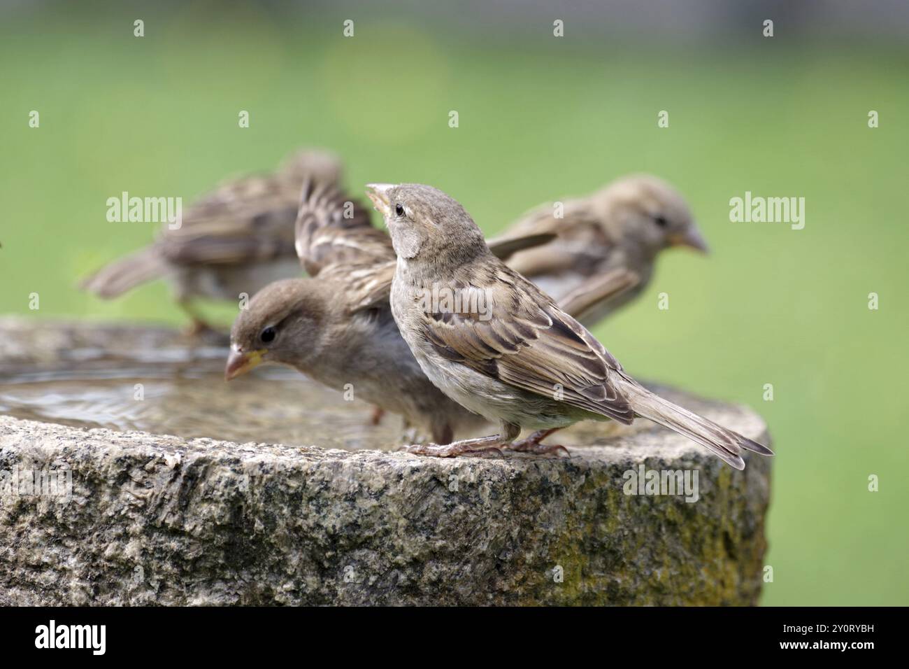 Moineau de maison (passer domesticus), quatre, oiseau chanteur, bain d'oiseau, eau, quatre moineaux assis sur un bain d'oiseaux avec de l'eau Banque D'Images