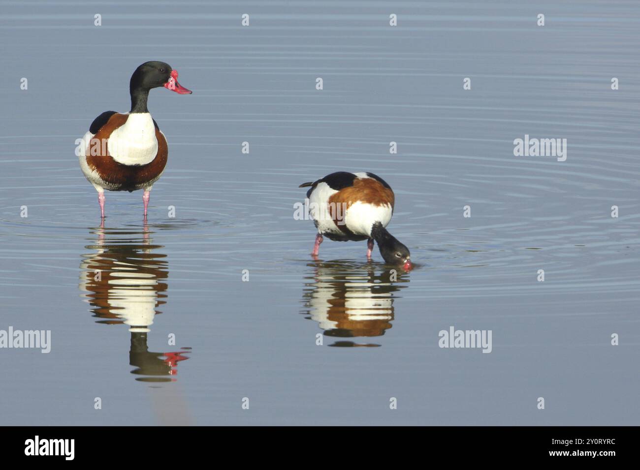 Canard commun mâle et femelle (Tadorna tadorna) debout dans l'eau, deux, couple, réflexion, recherche de nourriture, protéger, observer, de Wagejot, Texel, North Hol Banque D'Images