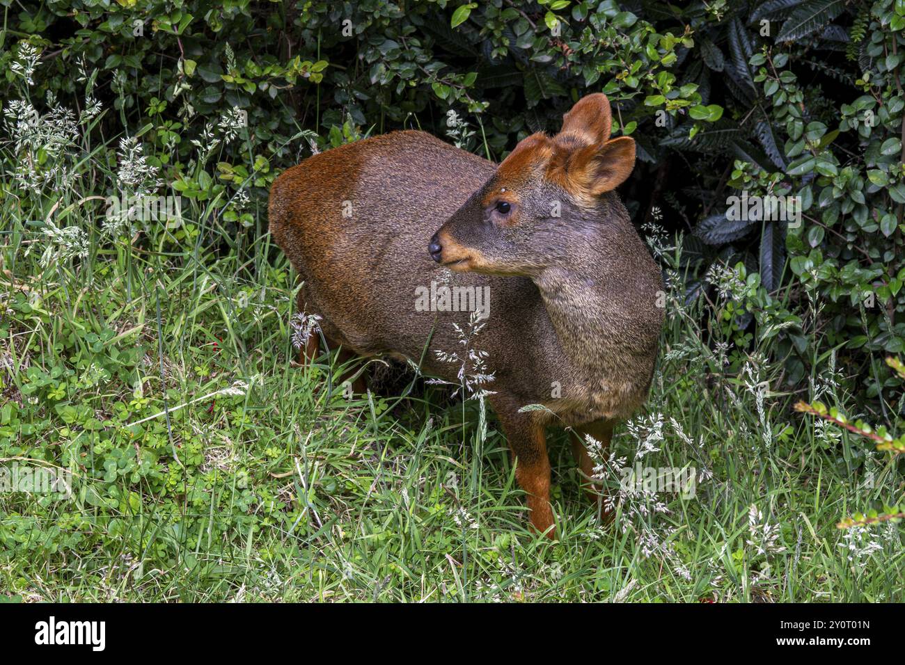 Southern pudu (P. puda), Parque Tepuhueico, Chiloé, Chili, Amérique du Sud Banque D'Images