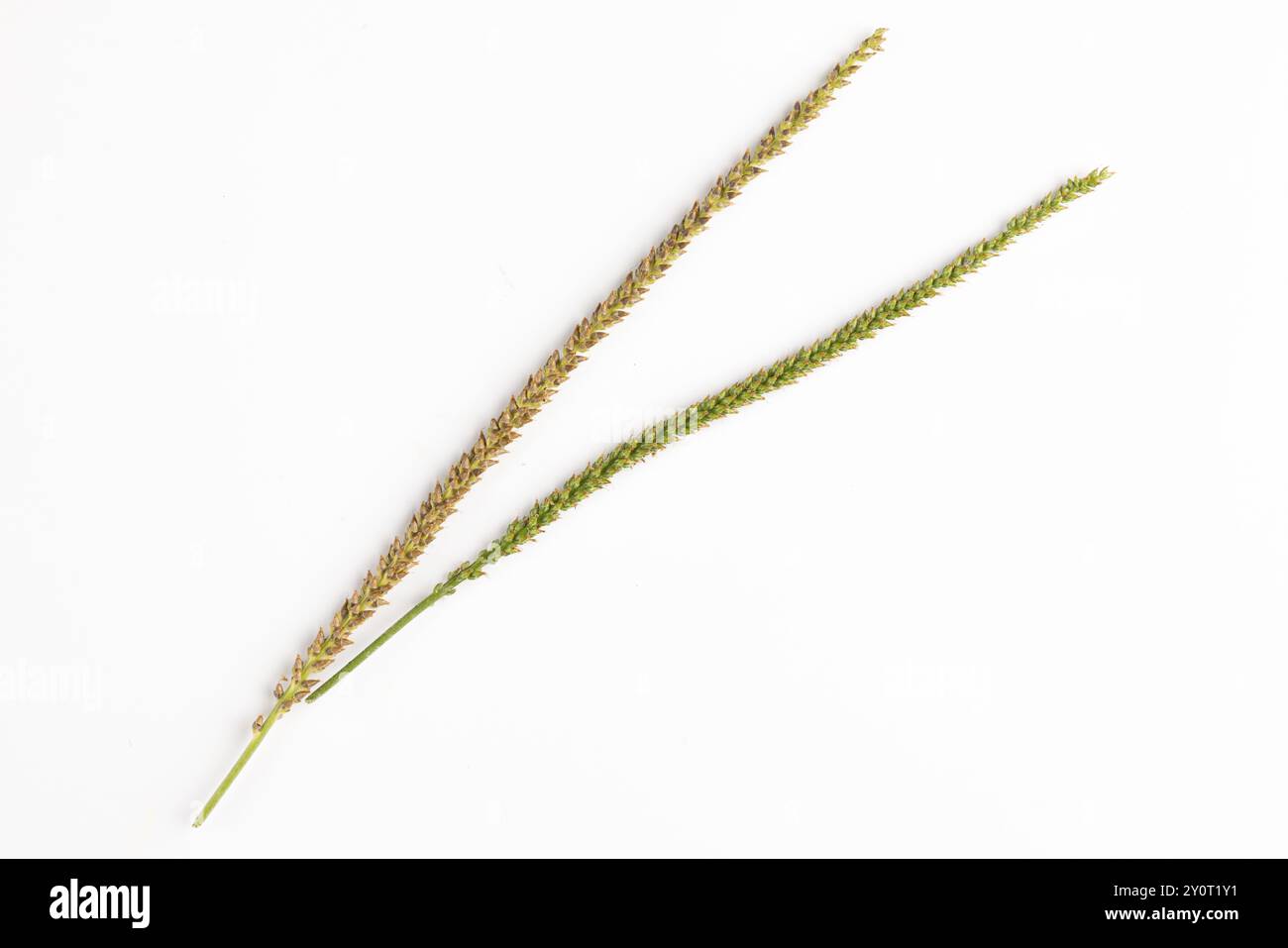 Deux têtes de graines, une verte et une brune, du plantain à feuilles larges (Plantago major) sur fond blanc Banque D'Images