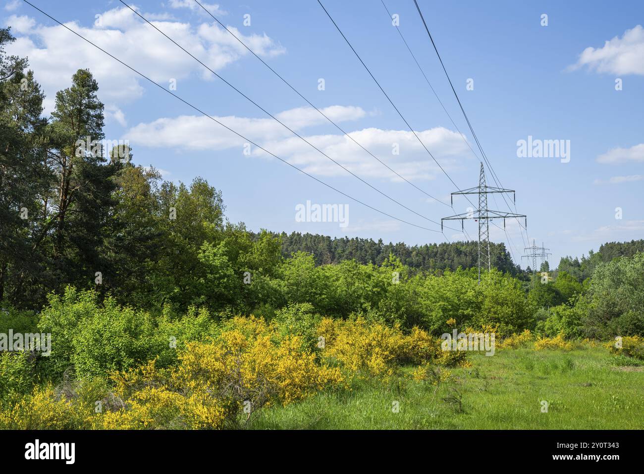 Ligne électrique devant un ciel bleu au-dessus de buissons à balais à fleurs jaunes, herbe verte poilue (Genista pilosa), printemps, Bavière, Allemagne, Europe Banque D'Images