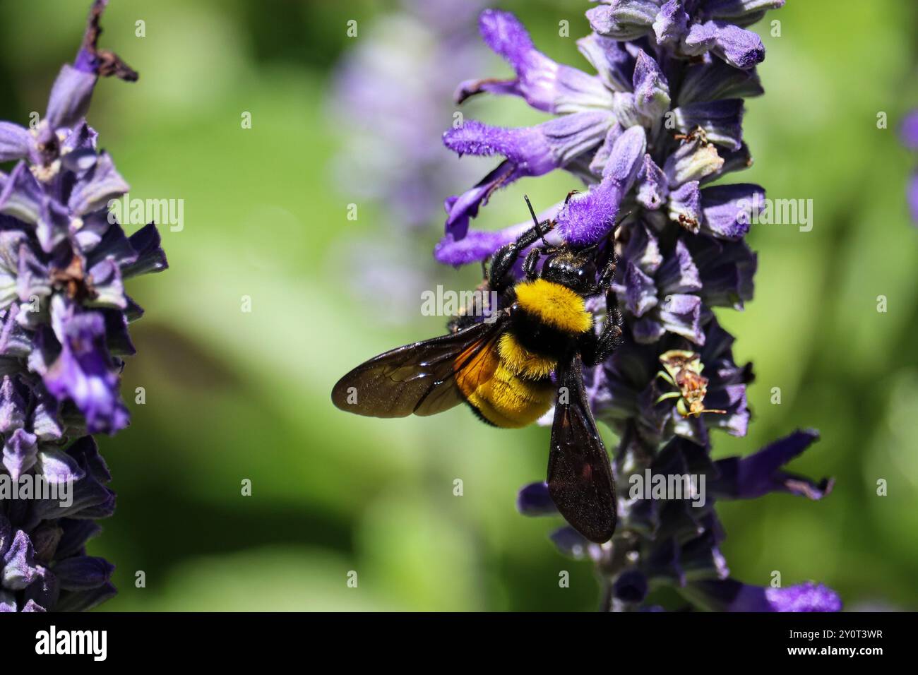 Sonoran Bumble Bee ou Bombus sonorus se nourrissant de fleurs de sylvia dans un jardin à Payson, Arizona. Banque D'Images