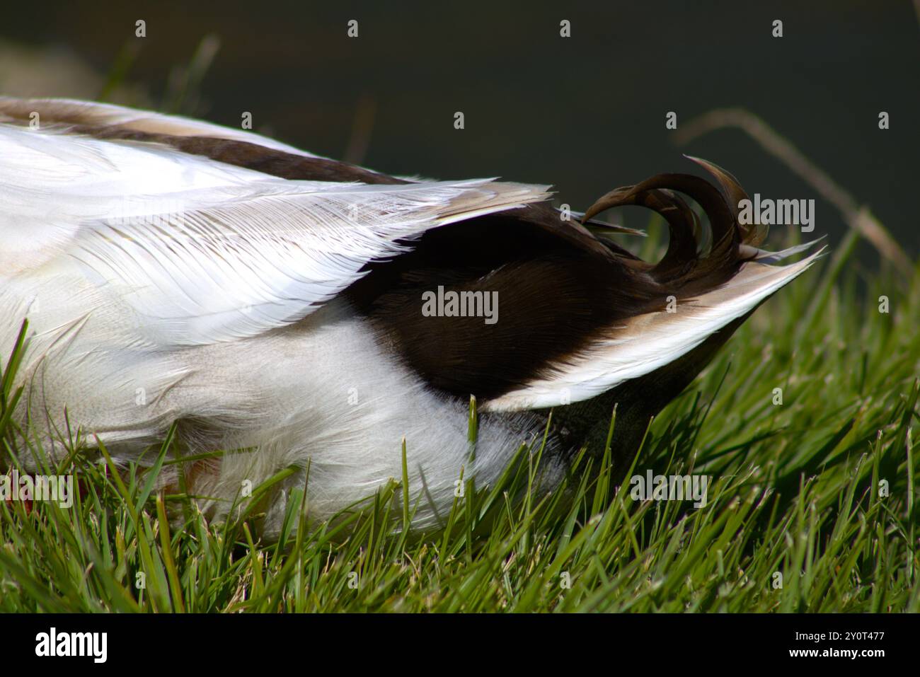 gros plan plumes de queue de canard colvert Banque D'Images