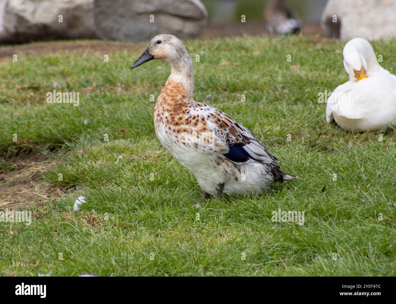 canard femelle à plumes blanc et brun Banque D'Images
