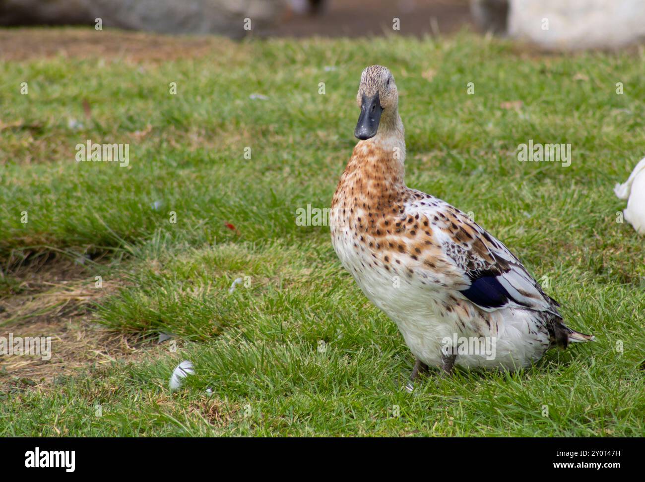 canard femelle à plumes blanc et brun Banque D'Images