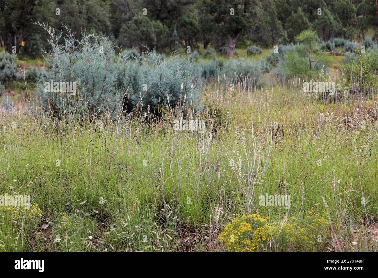 Vue sur les arbustes et les herbes sur le sentier Pine Loop à Pine, Arizona. Banque D'Images