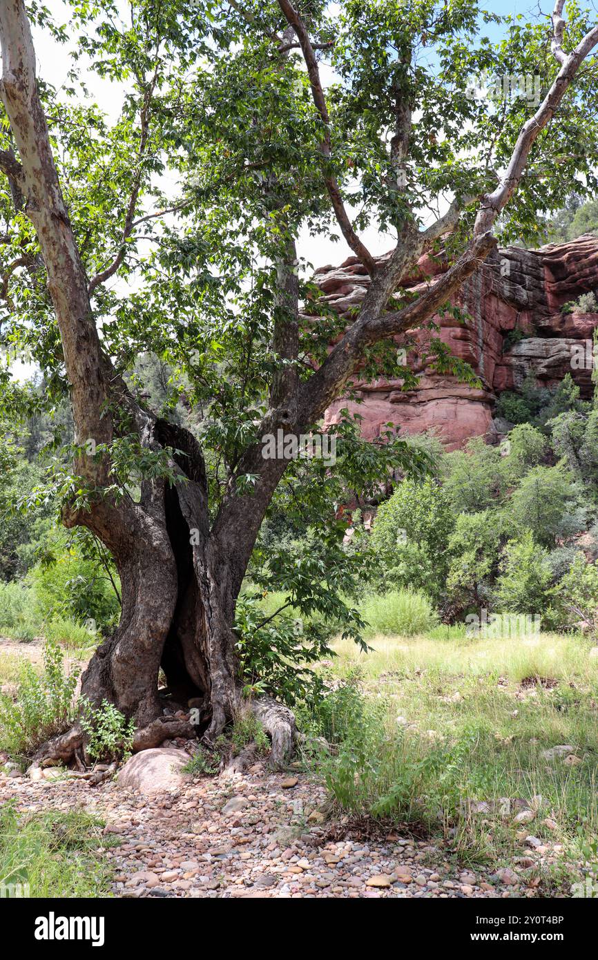 Vue d'un vieux cotonnier creux le long de la rivière East Verde au nord de Payson, Arizona. Banque D'Images