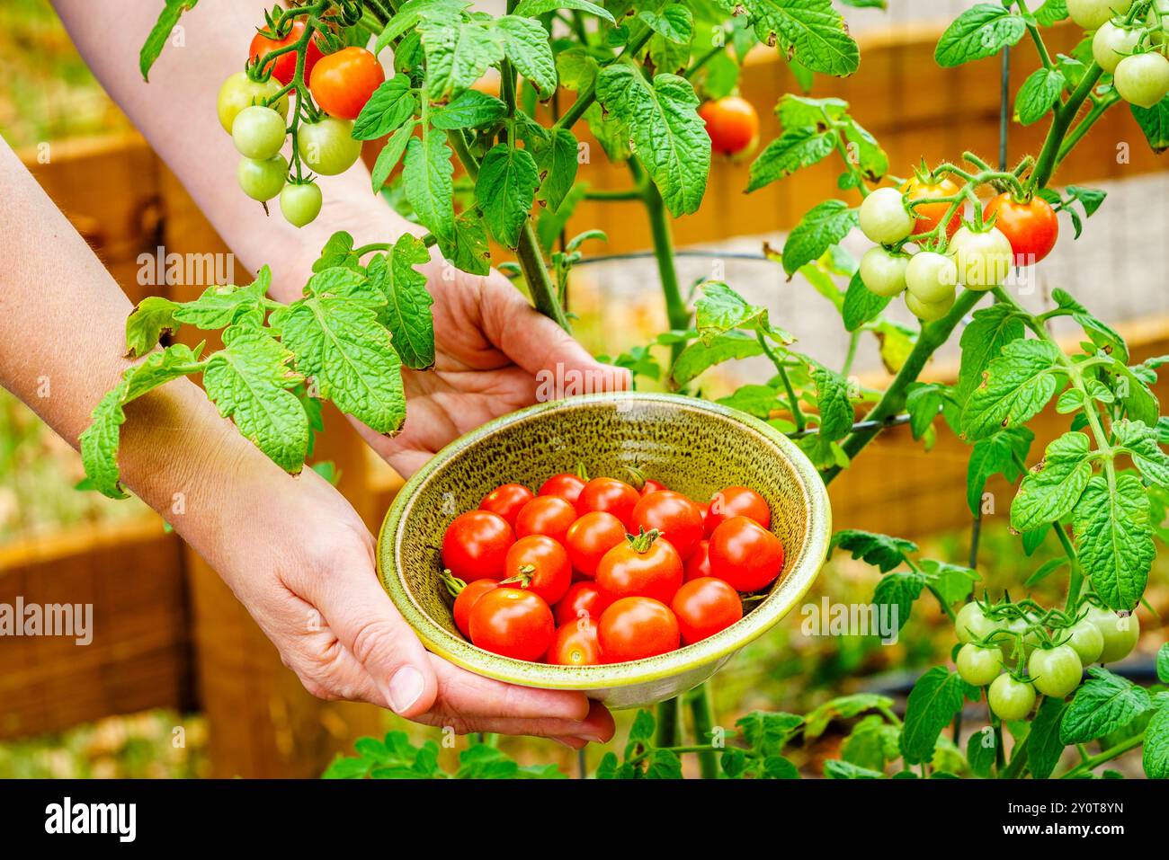 Image en gros plan des mains d'une femme tenant un bol de tomates cerises avec une plante de tomate en arrière-plan Banque D'Images