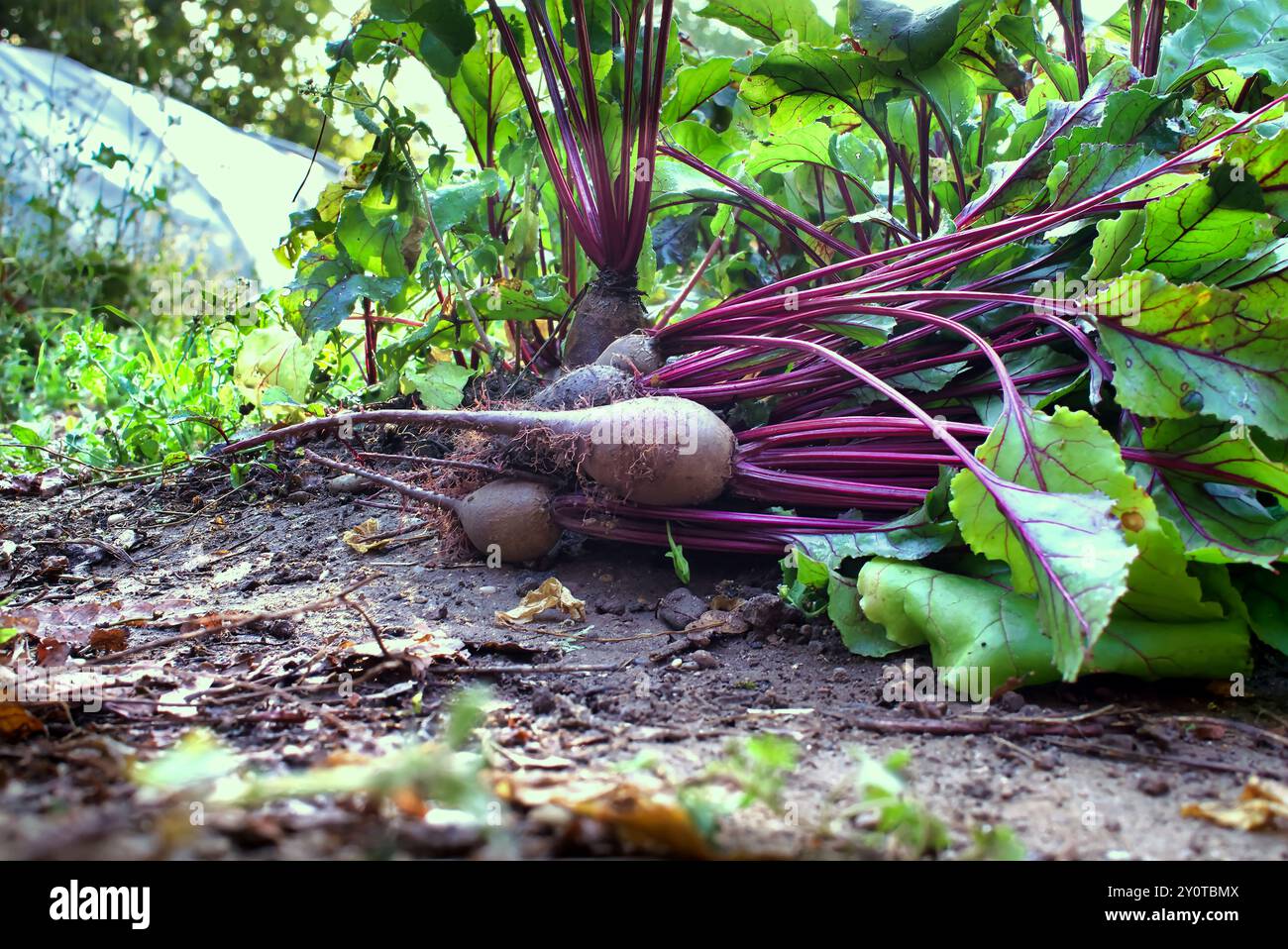Des betteraves fraîchement récoltées avec des feuilles vibrantes dans un jardin biologique, mettant en valeur des produits locaux sains et naturels, parfaits pour promouvoir le dura Banque D'Images