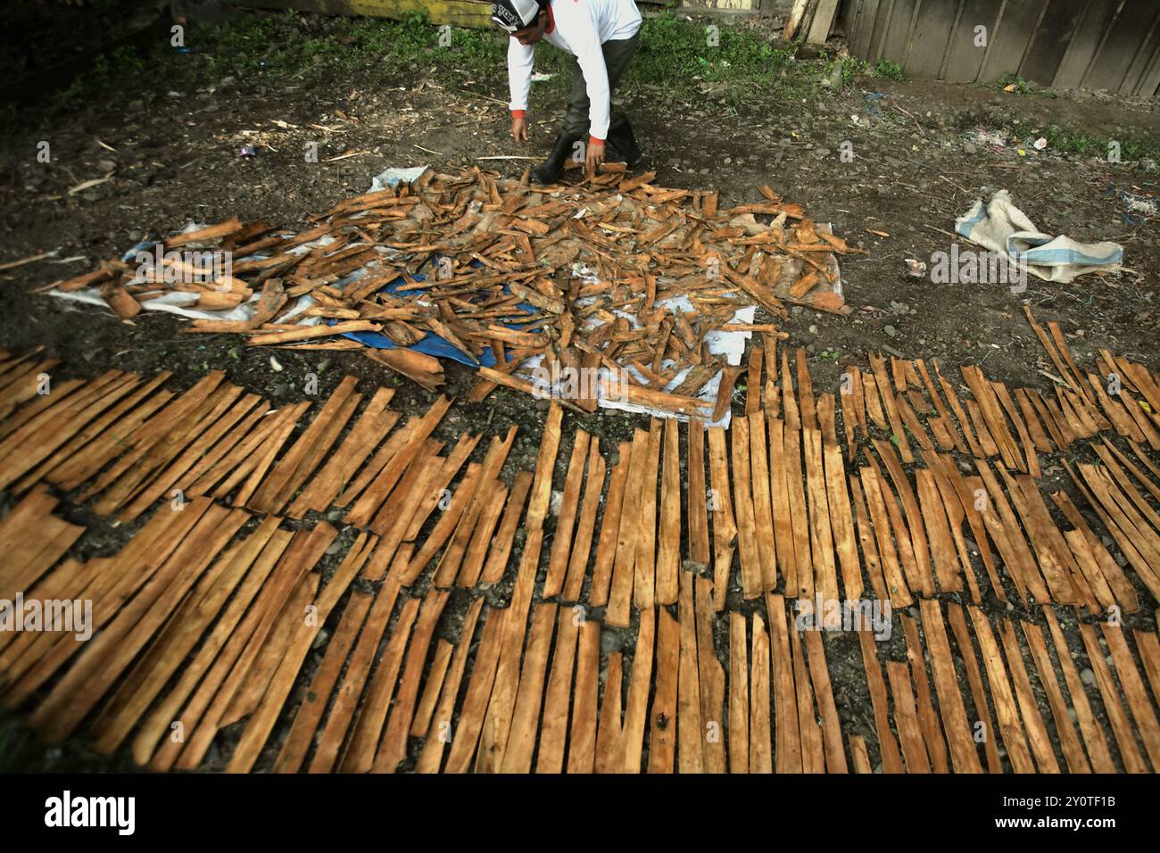 Un homme séchant des écorces de cannelle au soleil à Kayu Aro, Kerinci, Jambi, Indonésie. Banque D'Images