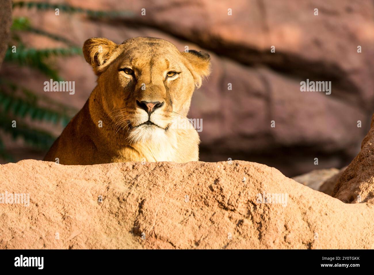 Portrait d'une femme barbare Lion Panthera leo leo, allongée sur un rocher au zoo de Hanovre. Hanovre basse-Saxe Allemagne FB_2014_4369 Banque D'Images