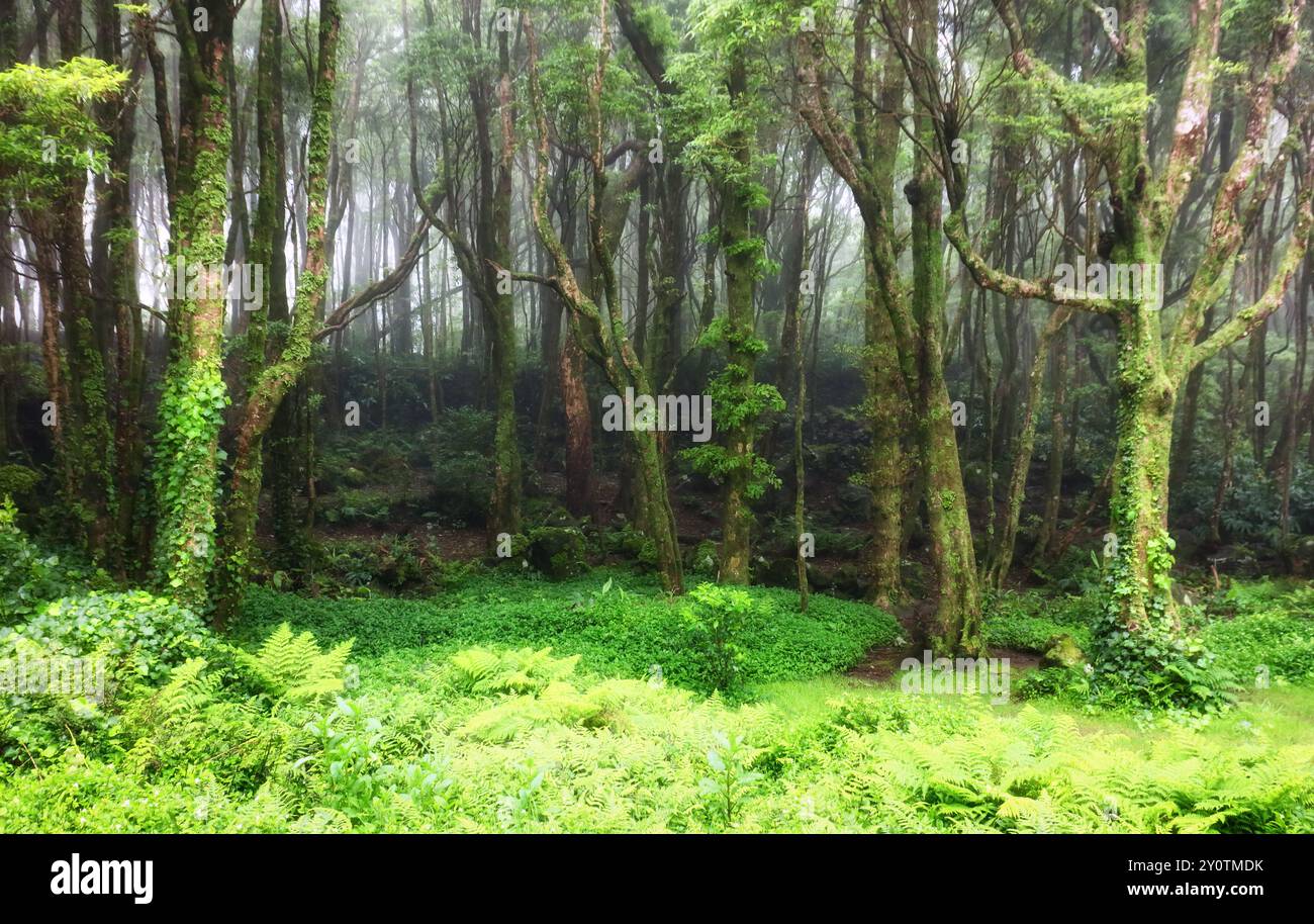 Vertes jungles tropicales de l'île des Açores Flores, Portugal Banque D'Images