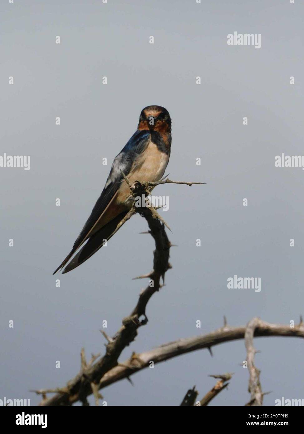 Hirondelle de grange à ventre blanc (Hirundo rustica rustica) Aves Banque D'Images