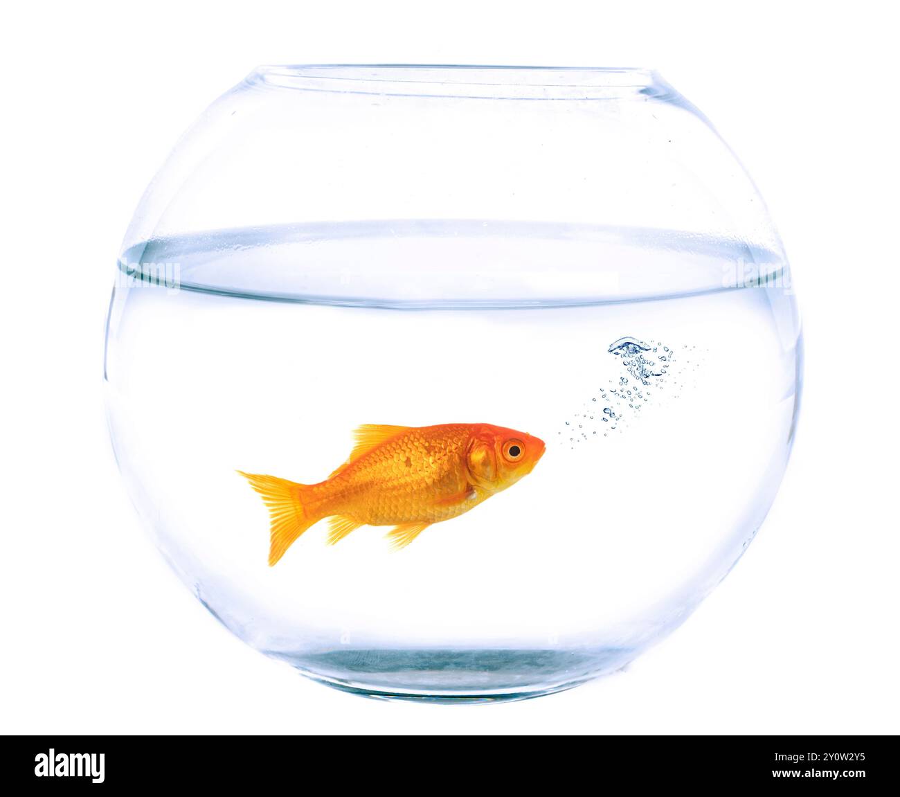 Carassius auratus et bol à poissons devant un fond blanc Banque D'Images