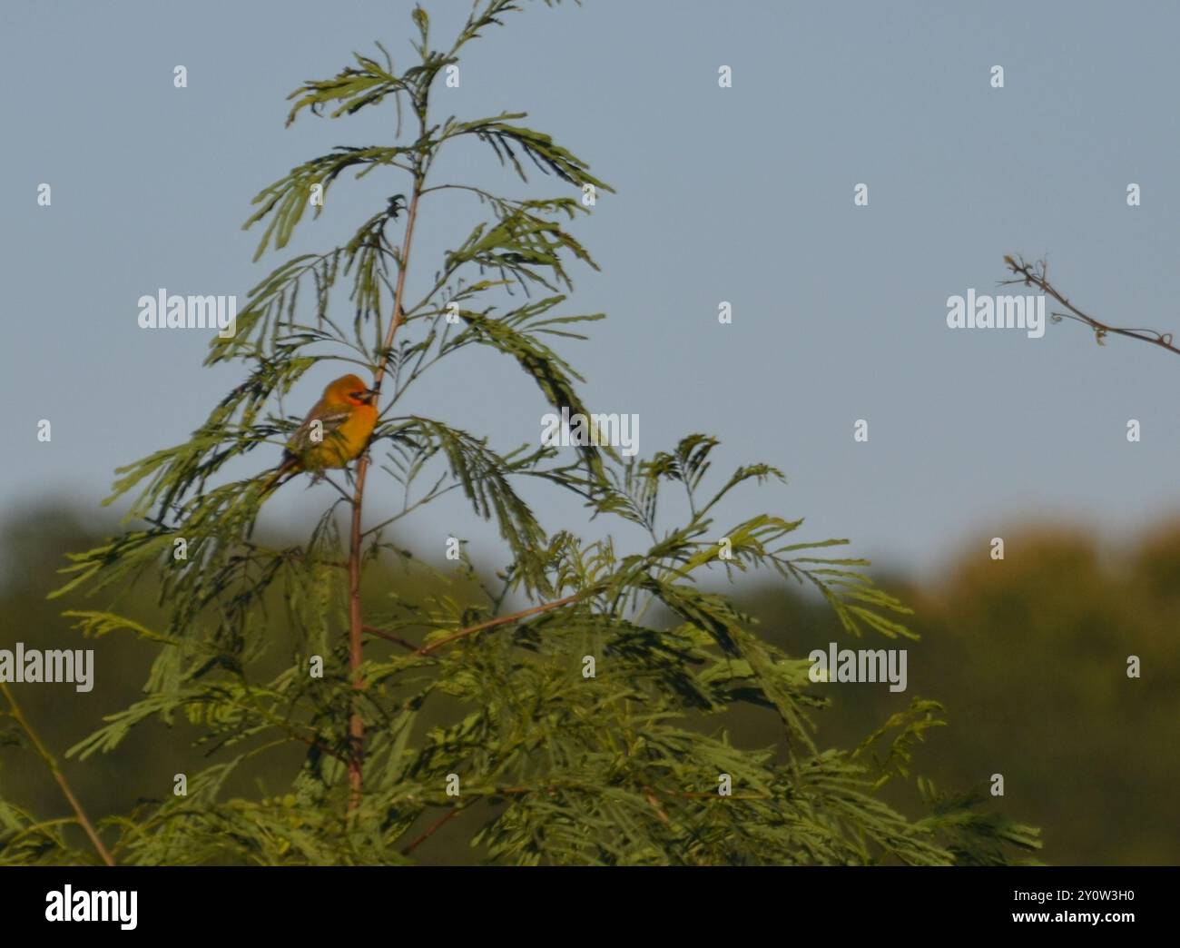 Oriole (icterus pustulatus) Aves Banque D'Images