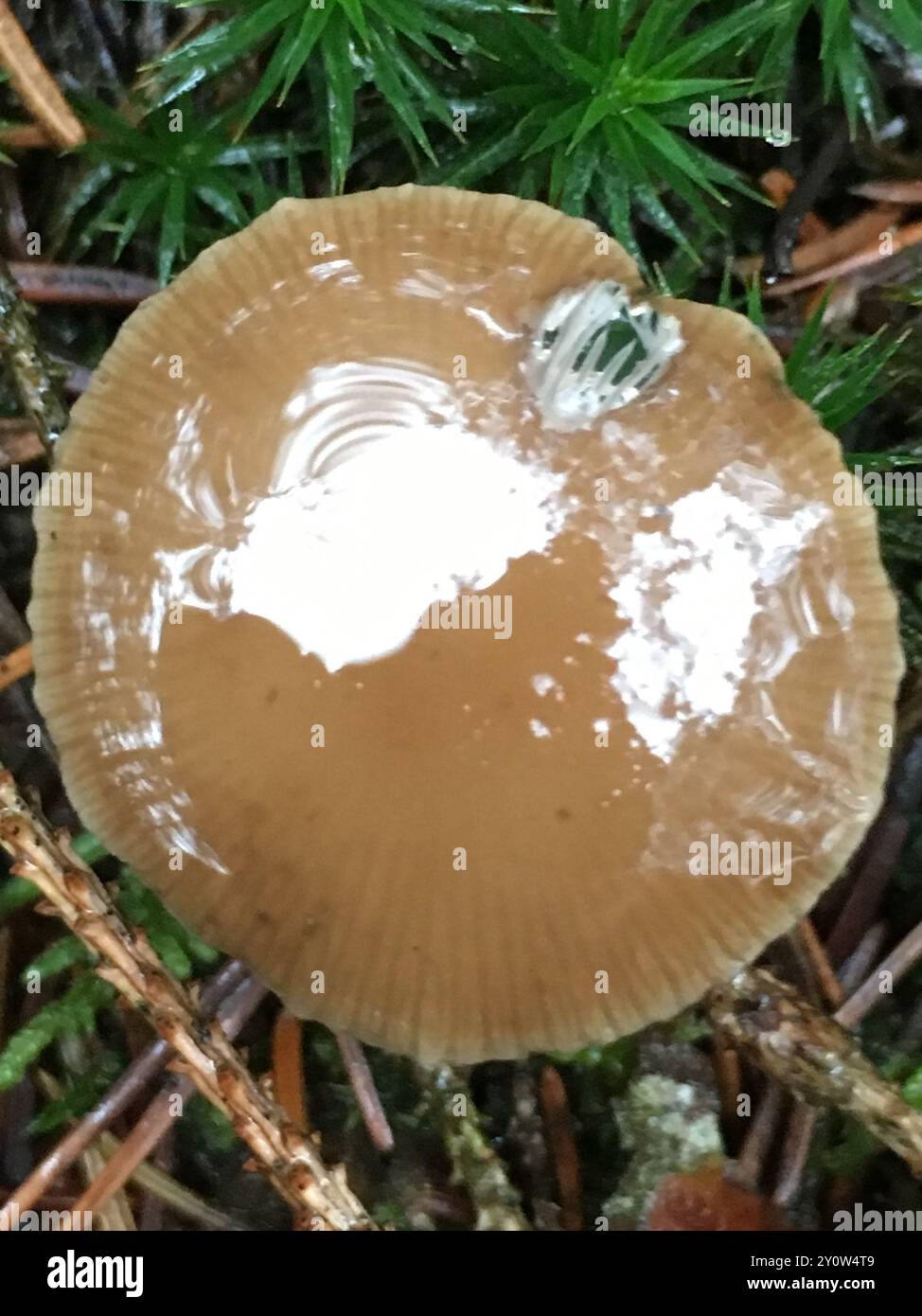 Champignons de la calotte Sprucecone (Strobilurus esculentus) Banque D'Images