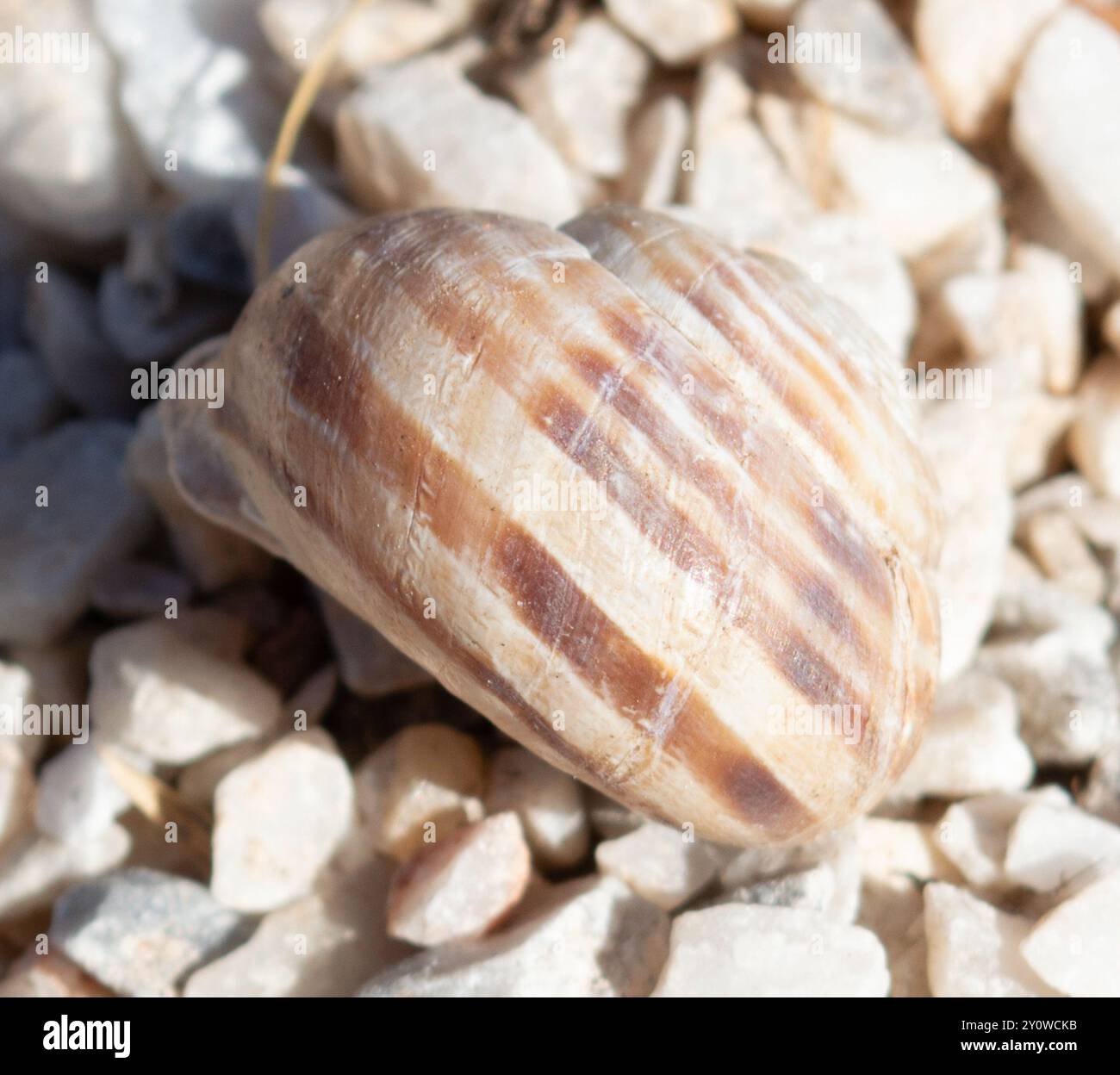 Bande de chocolat escargot (Eobania vermiculata) Mollusca Banque D'Images