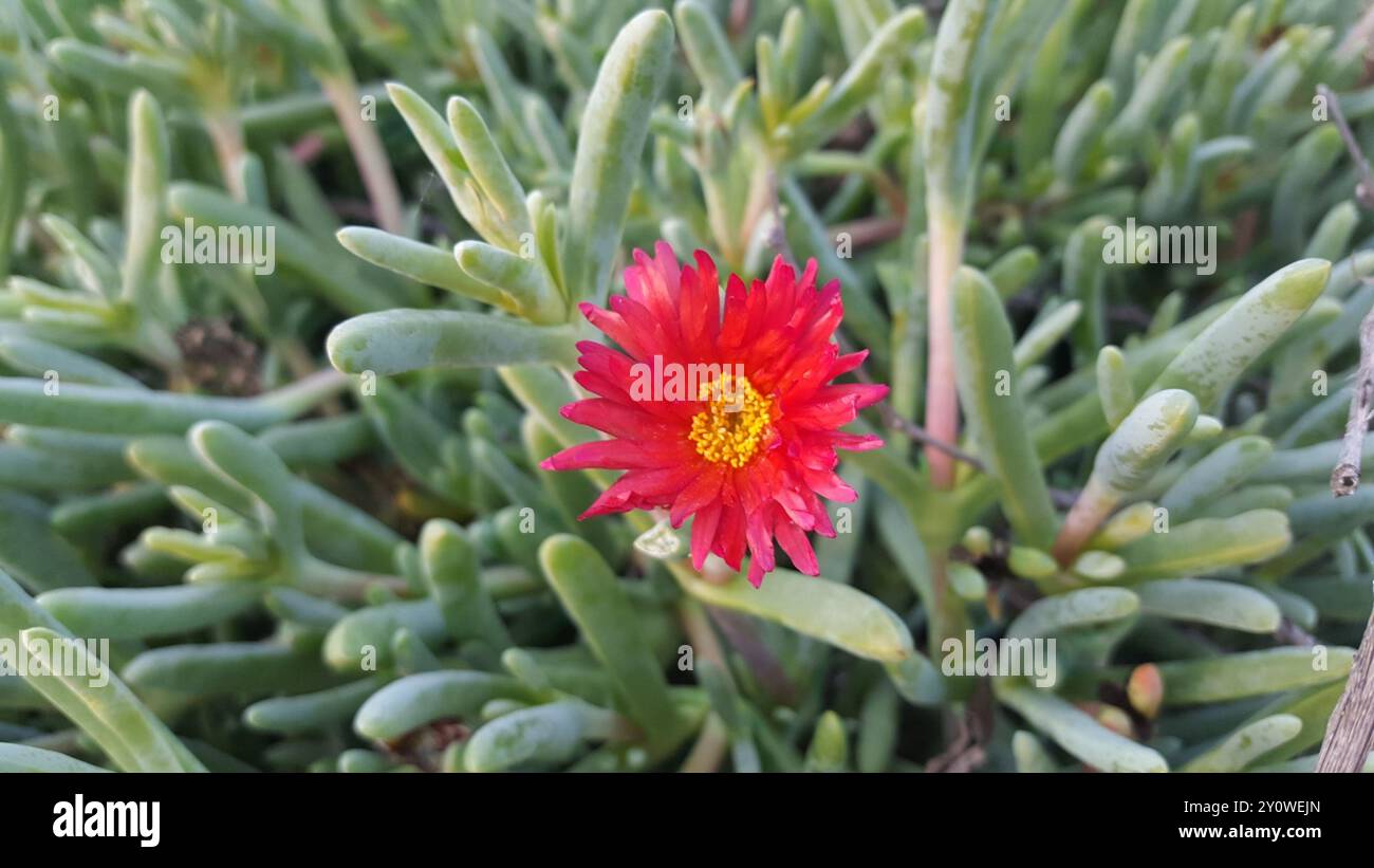 Mesemb cuivré (Malephora crocea) Plantae Banque D'Images